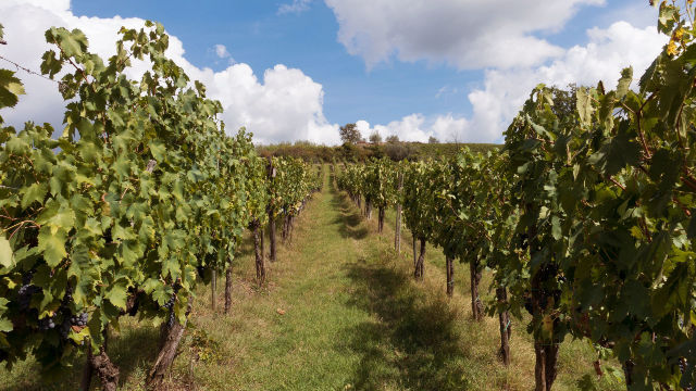 vineyard-chianti-region-tuscnay-italy