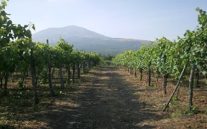 mt-vesuvius_wine