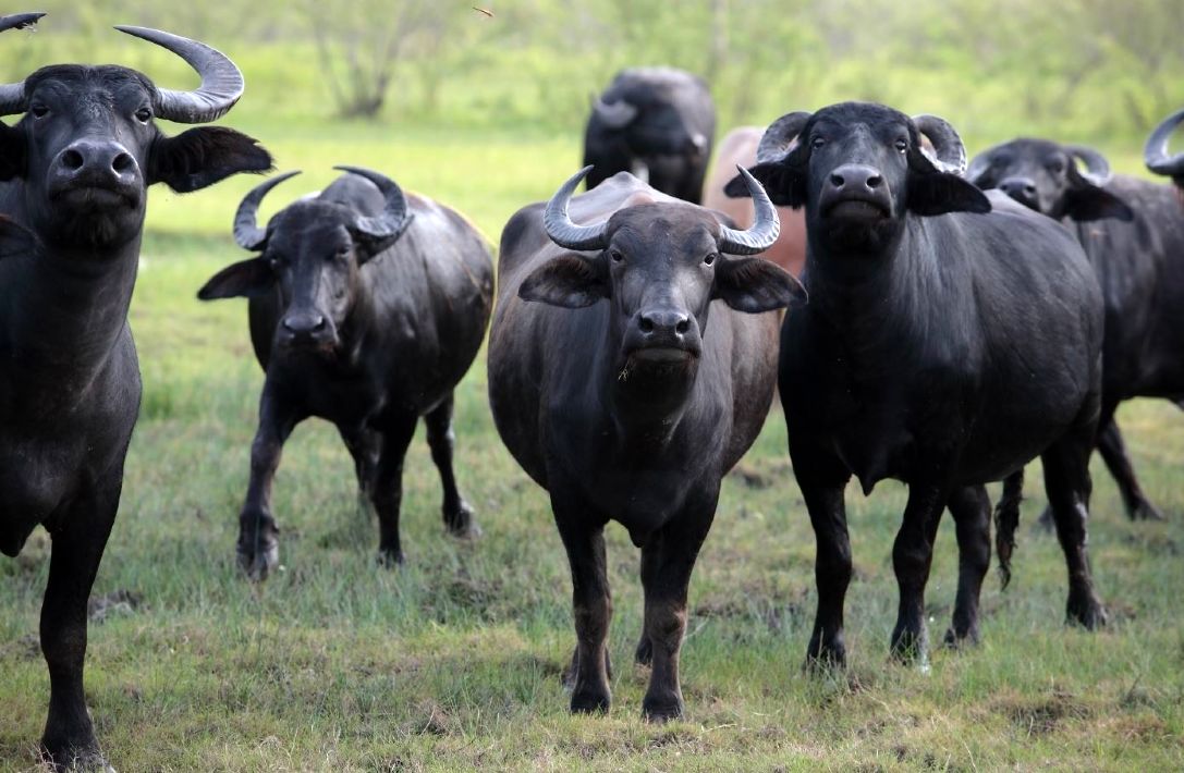 waterbuffalo